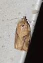 Ivana leafroller moth - Hodges#3627 - photo 2
