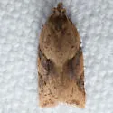 Ivana leafroller moth - Hodges#3627 - photo 3