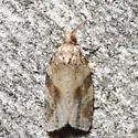 Ivana leafroller moth - Hodges#3627 - photo 4