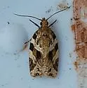 Ivana leafroller moth - Hodges#3627 - photo 5