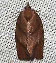 Hickory Leafroller - Hodges#3622