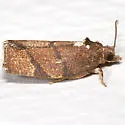 Hickory Leafroller - Hodges#3622 - photo 2