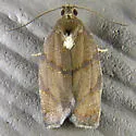 Hickory Leafroller - Hodges#3622 - photo 3