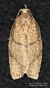 Hickory Leafroller - Hodges#3622 - photo 4
