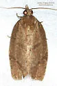Hickory Leafroller - Hodges#3622 - photo 5