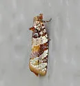 Kimball's Leafroller Moth - Hodges#3600 - Argyrotaenia kimballi