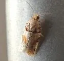 Kimball's Leafroller Moth - Hodges#3600 - photo 2