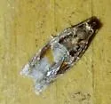 Kimball's Leafroller Moth - Hodges#3600 - photo 3
