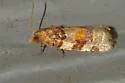 Kimball's Leafroller Moth - Hodges#3600 - photo 4