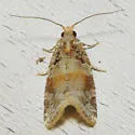 Kimball's Leafroller Moth - Hodges#3600 - photo 5