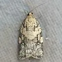 Argyrotaenia klotsi - Hodges#3620 - photo 2