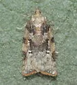 Argyrotaenia klotsi - Hodges#3620 - photo 3