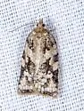 Argyrotaenia klotsi - Hodges#3620 - photo 4