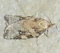 Argyrotaenia klotsi - Hodges#3620 - photo 5