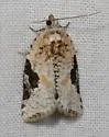 Gray-banded Leafroller - Hodges#3625 - photo 2