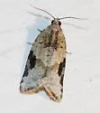 Gray-banded Leafroller - Hodges#3625 - photo 5