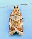 Argyrotaenia montezumae - Hodges#3598 - Argyrotaenia montezumae