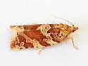 Argyrotaenia montezumae - Hodges#3598 - photo 4