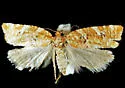 Argyrotaenia niscana - Hodges#3610
