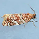 Argyrotaenia niscana - Hodges#3610 - photo 2