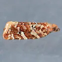 Argyrotaenia niscana - Hodges#3610 - photo 4