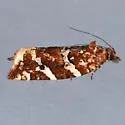 Argyrotaenia niscana - Hodges#3610 - photo 5