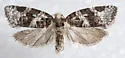 Argyrotaenia occultana - Hodges#3607