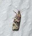 Argyrotaenia occultana - Hodges#3607 - photo 4