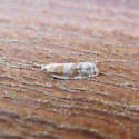 Argyrotaenia paiuteana - Hodges#3616