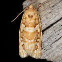 Argyrotaenia paiuteana - Hodges#3616 - photo 2