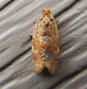 Pine Tube Moth - Hodges#3602