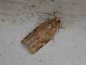 Pine Tube Moth - Hodges#3602 - photo 2