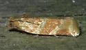 Pine Tube Moth - Hodges#3602 - photo 3