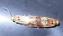 Pine Tube Moth - Hodges#3602 - photo 4