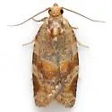 Pine Tube Moth - Hodges#3602 - photo 5