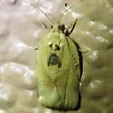 Argyrotaenia polvosana