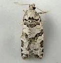 Argyrotaenia provana - Hodges#3609 - photo 2