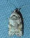 Argyrotaenia provana - Hodges#3609 - photo 3