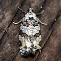 Argyrotaenia provana - Hodges#3609 - photo 4
