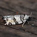 Argyrotaenia provana - Hodges#3609 - photo 5
