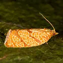 Lesser All-green Leafroller - Hodges#3621 - photo 2