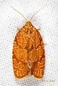 Lesser All-green Leafroller - Hodges#3621 - photo 3