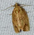 Lesser All-green Leafroller - Hodges#3621 - photo 5