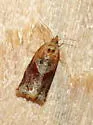 Argyrotaenia repertana - Hodges#3601 - Argyrotaenia repertana