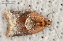 Argyrotaenia repertana - Hodges#3601 - photo 2
