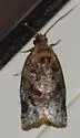 Argyrotaenia repertana - Hodges#3601 - photo 4