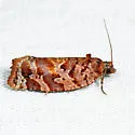 Jack Pine Tube Moth - Hodges#3603 - photo 2
