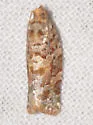 Jack Pine Tube Moth - Hodges#3603 - photo 3