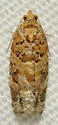 Jack Pine Tube Moth - Hodges#3603 - photo 4