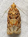 Jack Pine Tube Moth - Hodges#3603 - photo 5